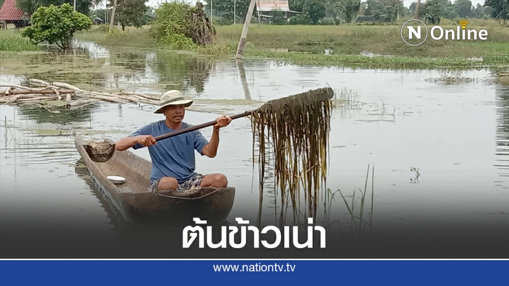 ชาวนาโอด น้ำท่วมข้าวเน่าเสียหายขาดทุนยับ ชาวนาโอด น้ำท่วมข้าวเน่าเสียหายขาดทุนยับ