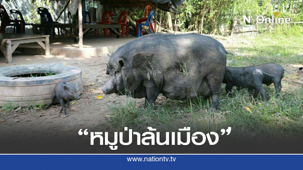 จับหมูป่าล้นเมือง วิ่งวุ่นทั่วหมู่บ้านกว่า 160 ตัว จับหมูป่าล้นเมือง วิ่งวุ่นทั่วหมู่บ้านกว่า 160 ตัว