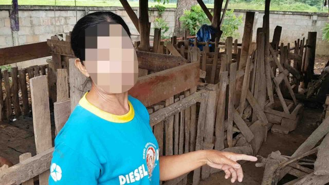 "ไวรัส PRRS"ระบาดหนักในหมู-ตายนับพัน