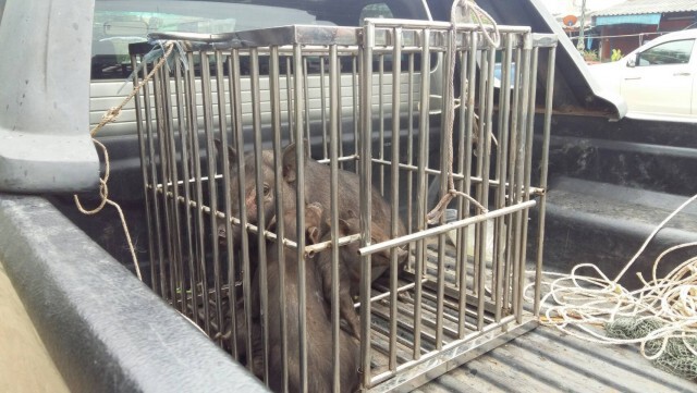 จับหมูป่าล้นเมือง วิ่งวุ่นทั่วหมู่บ้านกว่า 160 ตัว