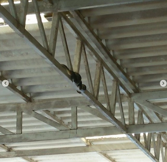 มดภรรยาหม่ำ แทบช็อก งูมาเยี่ยมครั้งที่แล้วโผล่บนเตียง ชาวเน็ตเร่ขอเลขที่บ้าน