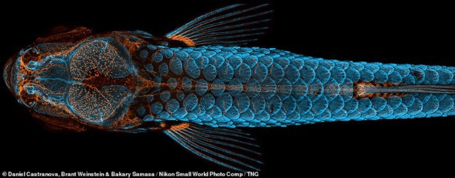 ภาพชนะการประกวดการถ่ายภาพวัตถุด้วยกล้องจุลทรรศน์ของนิคอน