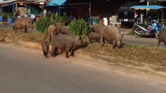 จับหมูป่าล้นเมือง วิ่งวุ่นทั่วหมู่บ้านกว่า 160 ตัว