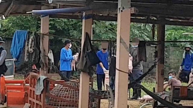 ปศุสัตว์ลำปาง เร่งกำจัดหมู-สกัดโรคระบาด