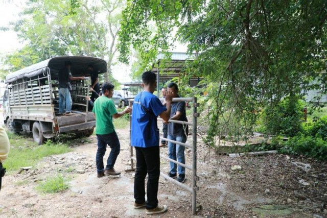 จับหมูป่าล้นเมือง วิ่งวุ่นทั่วหมู่บ้านกว่า 160 ตัว