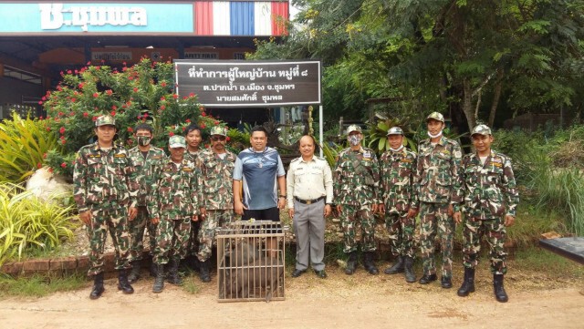 จับหมูป่าล้นเมือง วิ่งวุ่นทั่วหมู่บ้านกว่า 160 ตัว