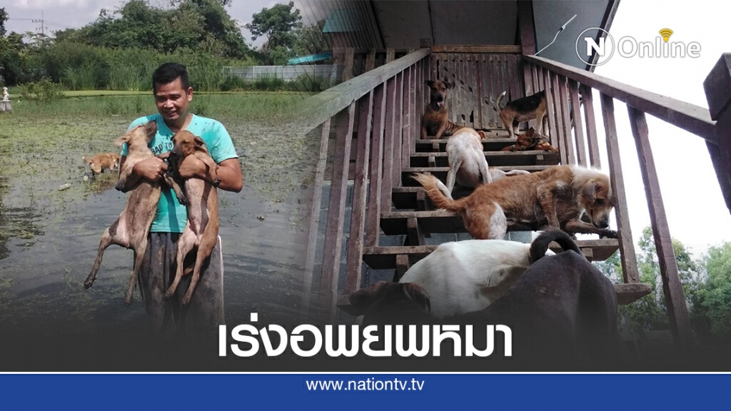 ฝนตกหนักน้ำเอ่อท่วมบ้าน ต้องเร่งอพยพหมาที่เลี้ยงไว้กว่า 500 ตัว หนีน้ำ ฝนตกหนักน้ำเอ่อท่วมบ้าน ต้องเร่งอพยพหมาที่เลี้ยงไว้กว่า 500 ตัว หนีน้ำ