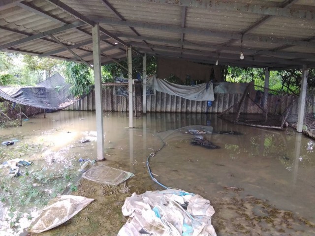 ฝนตกหนักน้ำเอ่อท่วมบ้าน ต้องเร่งอพยพหมาที่เลี้ยงไว้กว่า 500 ตัว หนีน้ำ