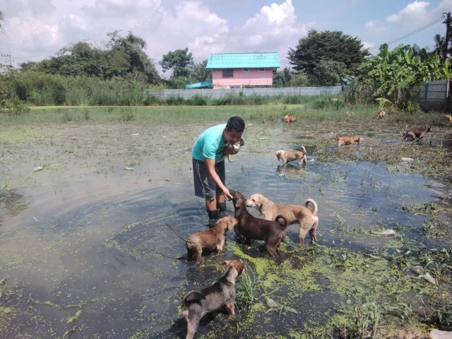 ฝนตกหนักน้ำเอ่อท่วมบ้าน ต้องเร่งอพยพหมาที่เลี้ยงไว้กว่า 500 ตัว หนีน้ำ