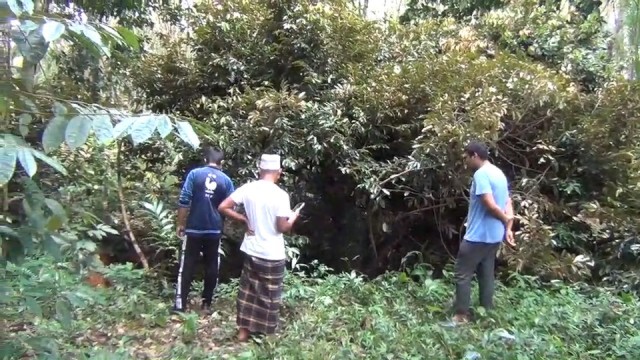 ยายผวา...ดินยุบหลุมลึกดูดต้นทุเรียนจมทั้งต้น