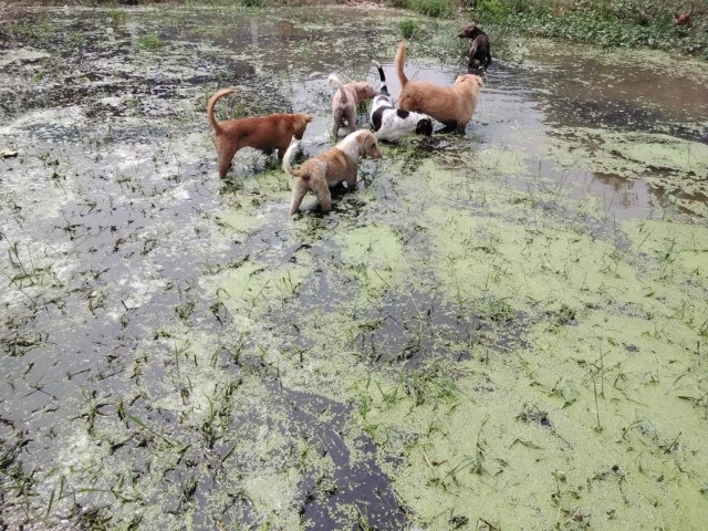 ฝนตกหนักน้ำเอ่อท่วมบ้าน ต้องเร่งอพยพหมาที่เลี้ยงไว้กว่า 500 ตัว หนีน้ำ