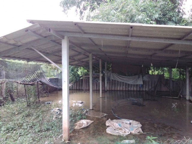 ฝนตกหนักน้ำเอ่อท่วมบ้าน ต้องเร่งอพยพหมาที่เลี้ยงไว้กว่า 500 ตัว หนีน้ำ