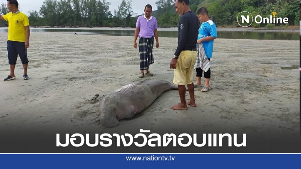 มอบรางวัลผู้พบพะยูนเกยตื้น มอบรางวัลผู้พบพะยูนเกยตื้น