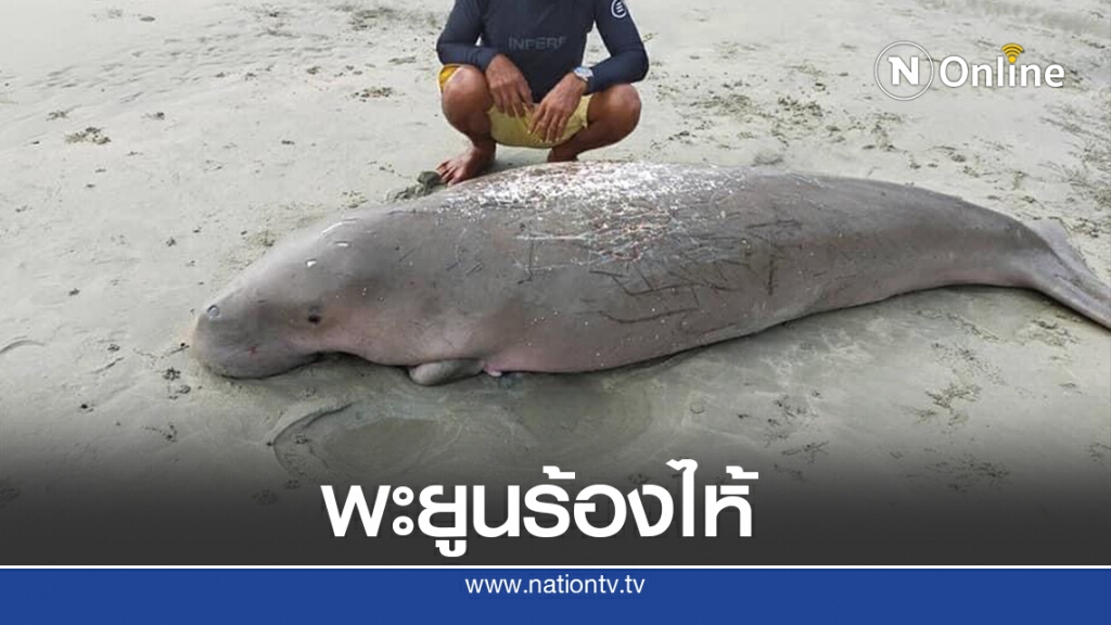 ชาวเน็ตแห่แชร์ พะยูนเกยตื้น ร้องไห้น้ำตาไหล ไม่เคยเห็น ชาวเน็ตแห่แชร์ พะยูนเกยตื้น ร้องไห้น้ำตาไหล ไม่เคยเห็น