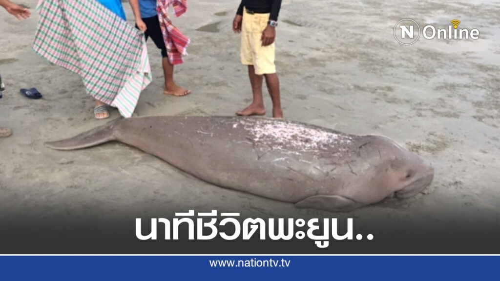 นาทีชีวิต..ช่วยพะยูนเกยตื้น นาทีชีวิต..ช่วยพะยูนเกยตื้น