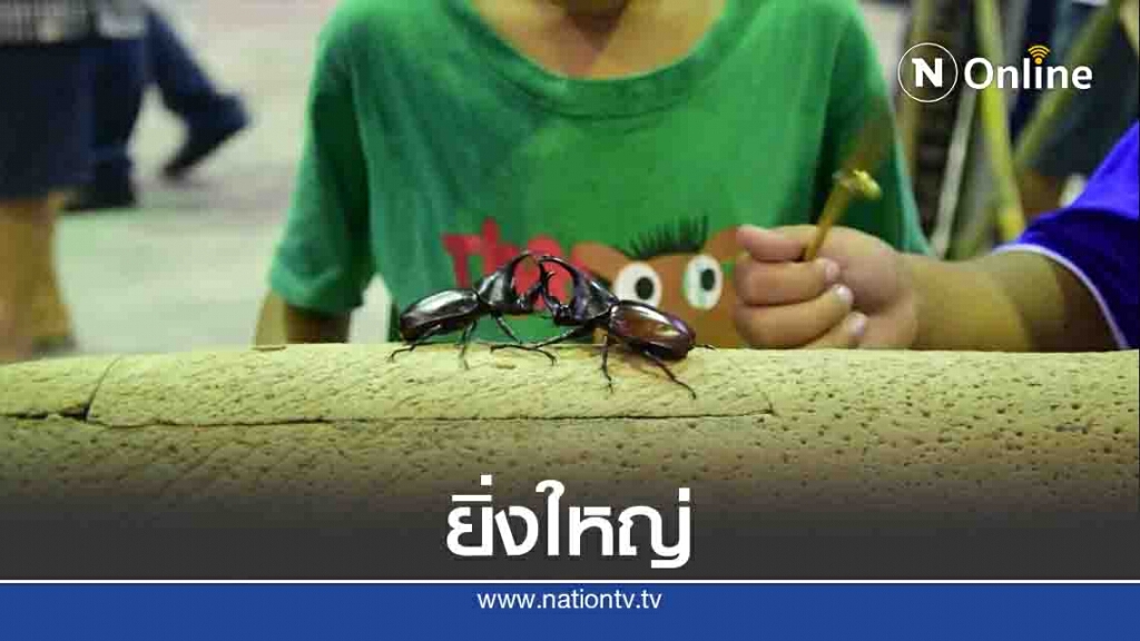จัดยิ่งใหญ่ เทศกาลโลกของกว่างนักสู้แห่งขุนเขา