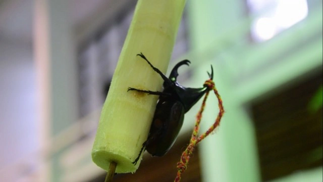 จัดยิ่งใหญ่ เทศกาลโลกของกว่างนักสู้แห่งขุนเขา