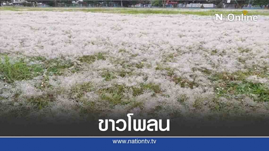 แห่แชร์"น้ำค้างบนยอดหญ้า"ขาวโพลน แห่แชร์"น้ำค้างบนยอดหญ้า"ขาวโพลน