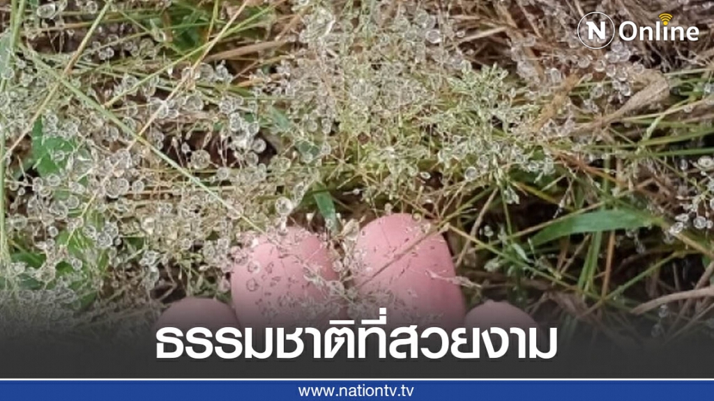 ปลายฝนต้นหนาว เกิดปรากฎการณ์ "น้ำค้างบนยอดหญ้า"
