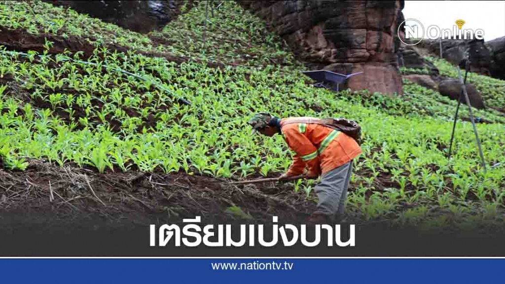 ปลูกทุ่งดอกกระดาษ- เตรียมเบ่งบานรับท่องเที่ยว