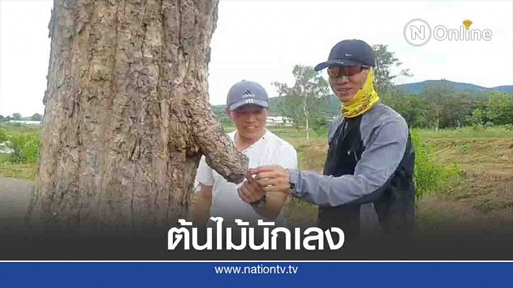 ฮือฮา! ต้นไม้มีอวัยวะเพศโผล่ ฮือฮา! ต้นไม้มีอวัยวะเพศโผล่