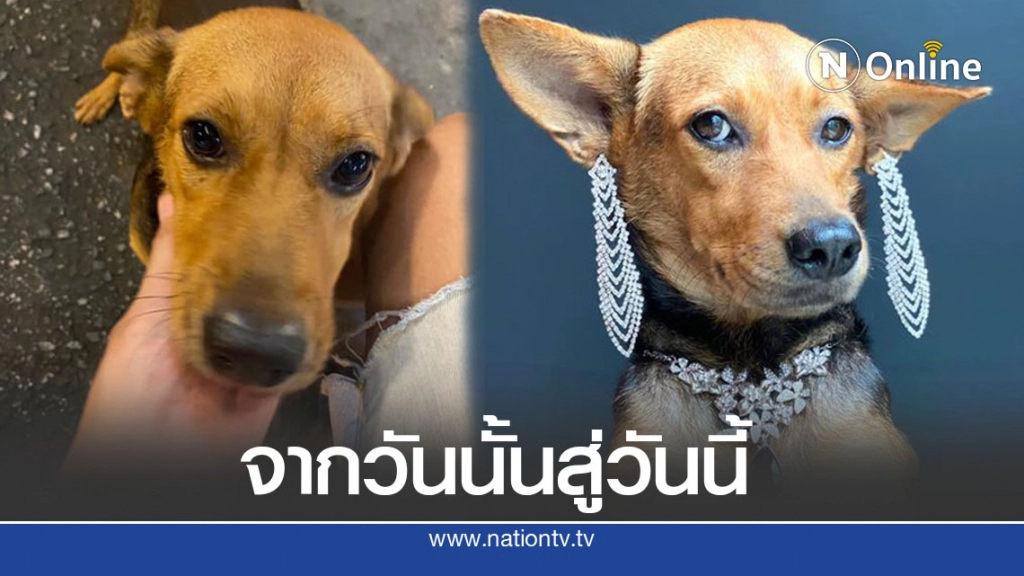 ส่องความปัง หมาถูกหนุ่มเมาอุ้มจากร้านหมูกระทะกลับบ้าน ชีวิตพลิกจากดินสู่ดาว