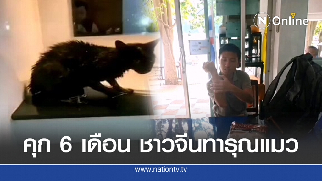 ศาลสั่งจำคุก 6 เดือน ชาวจีนทารุณแมวที่เกาะพีพี