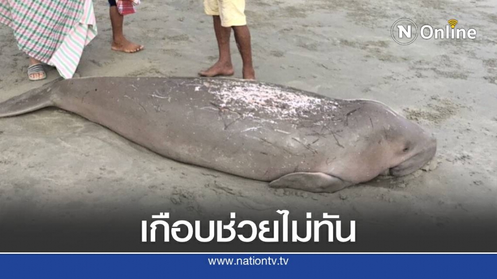 "พะยูน" นอนเกยตื้นร้องไห้บนชายหาดชาวบ้านเร่งช่วยเหลือ