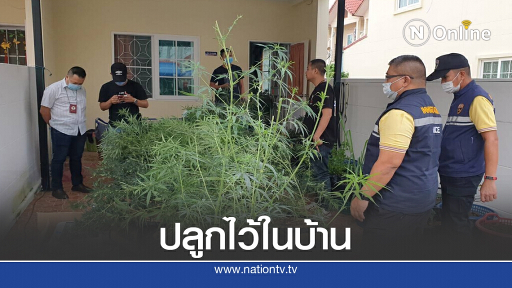 รวบหนุ่มอาร์เจนตินาลักลอบปลูกต้นกัญชาในทาวเฮาส์