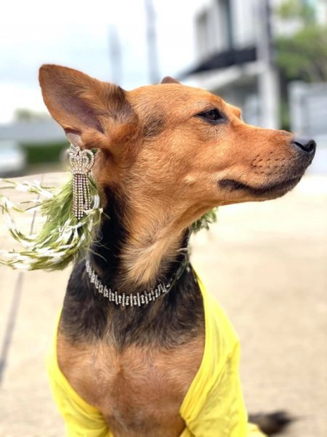 ส่องความปัง หมาถูกหนุ่มเมาอุ้มจากร้านหมูกระทะกลับบ้าน ชีวิตพลิกจากดินสู่ดาว