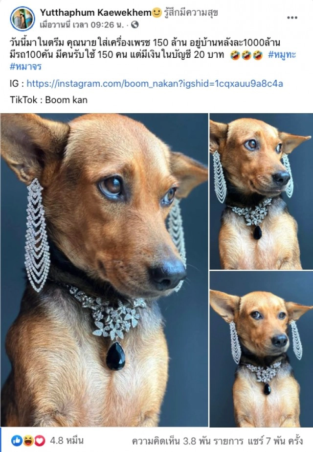 ส่องความปัง หมาถูกหนุ่มเมาอุ้มจากร้านหมูกระทะกลับบ้าน ชีวิตพลิกจากดินสู่ดาว