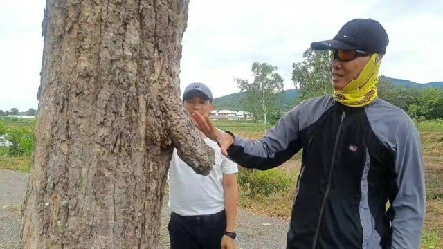 ฮือฮา! ต้นไม้มีอวัยวะเพศโผล่