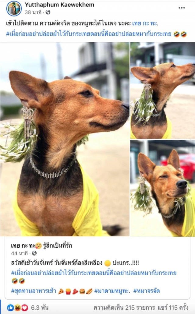 ส่องความปัง หมาถูกหนุ่มเมาอุ้มจากร้านหมูกระทะกลับบ้าน ชีวิตพลิกจากดินสู่ดาว