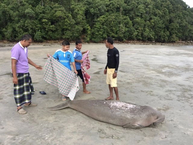 "พะยูน" นอนเกยตื้นร้องไห้บนชายหาดชาวบ้านเร่งช่วยเหลือ