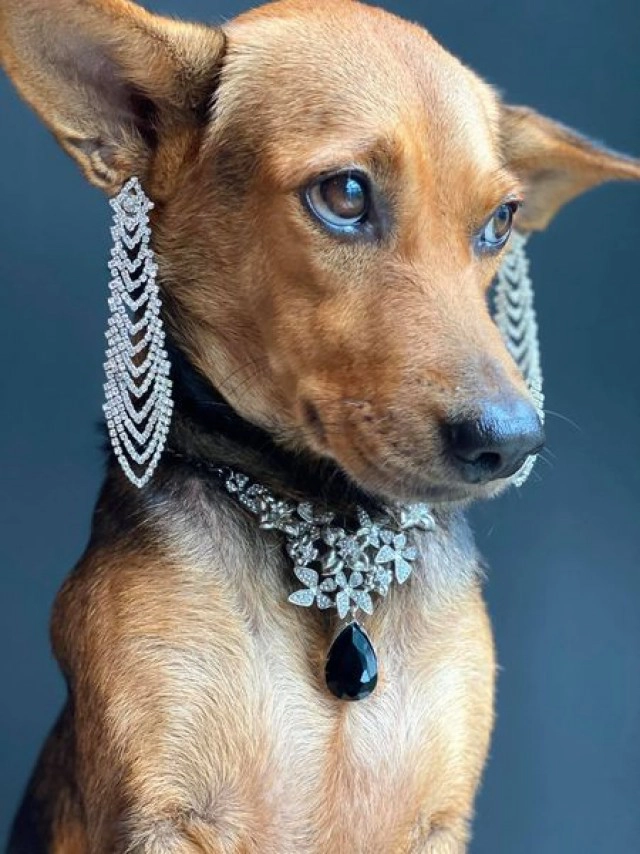 ส่องความปัง หมาถูกหนุ่มเมาอุ้มจากร้านหมูกระทะกลับบ้าน ชีวิตพลิกจากดินสู่ดาว