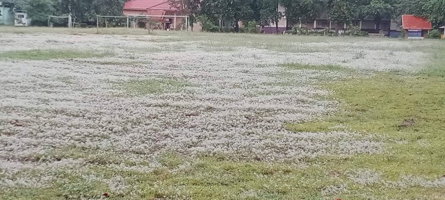 แห่แชร์"น้ำค้างบนยอดหญ้า"ขาวโพลน