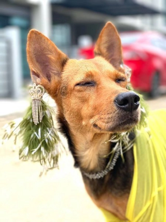 ส่องความปัง หมาถูกหนุ่มเมาอุ้มจากร้านหมูกระทะกลับบ้าน ชีวิตพลิกจากดินสู่ดาว