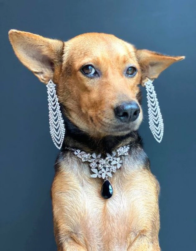 ส่องความปัง หมาถูกหนุ่มเมาอุ้มจากร้านหมูกระทะกลับบ้าน ชีวิตพลิกจากดินสู่ดาว