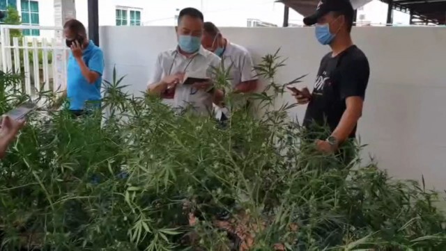 รวบหนุ่มอาร์เจนตินาลักลอบปลูกต้นกัญชาในทาวเฮาส์