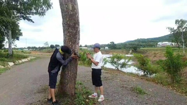 ฮือฮา! ต้นไม้มีอวัยวะเพศโผล่