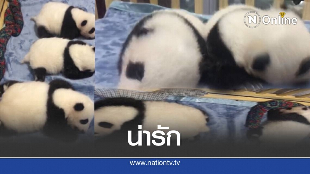 เปิดภาพลูกแพนด้า วัย 2 เดือนนอนหลับปุ๋ย เปิดภาพลูกแพนด้า วัย 2 เดือนนอนหลับปุ๋ย
