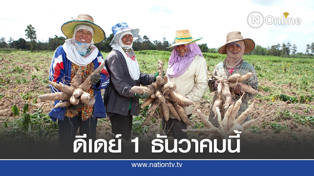 ธ.ก.ส. เตรียมจ่ายเงินประกันรายได้ 'มันสำปะหลัง'