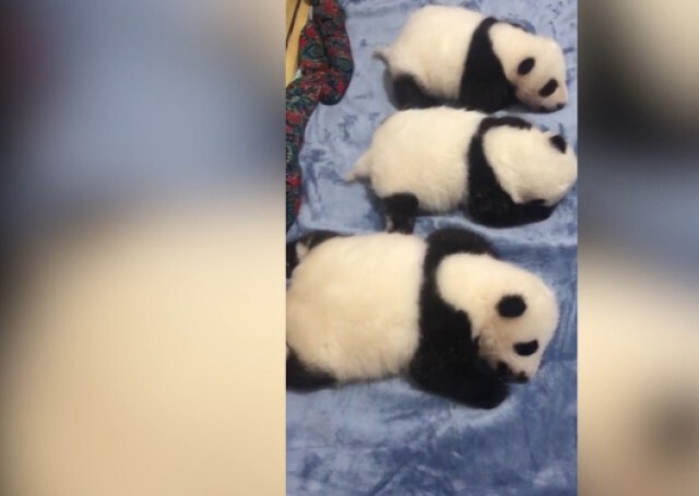 เปิดภาพลูกแพนด้า วัย 2 เดือนนอนหลับปุ๋ย