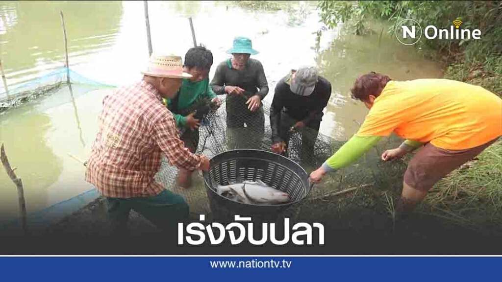 เกษตรกรพิจิตรเร่งจับปลาหนีน้ำท่วม เกษตรกรพิจิตรเร่งจับปลาหนีน้ำท่วม