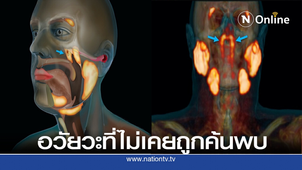 ต่อม tubarial อวัยวะที่ไม่เคยถูกค้นพบ ต่อม tubarial อวัยวะที่ไม่เคยถูกค้นพบ
