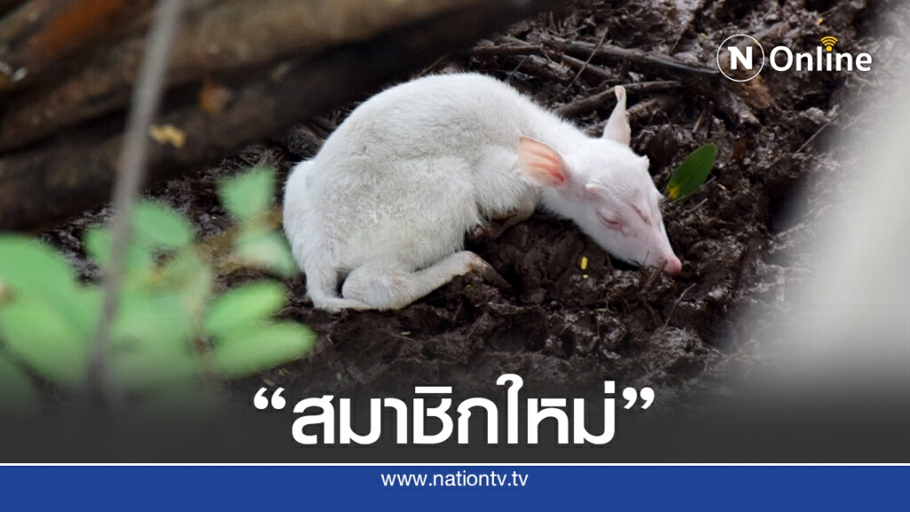 "เก้งเผือก"สมาชิกใหม่สวนสัตว์โคราช