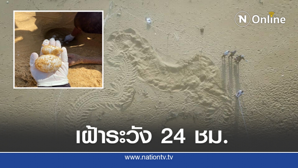 พบเต่ามะเฟืองวางไข่หาดบางขวัญ พบเต่ามะเฟืองวางไข่หาดบางขวัญ