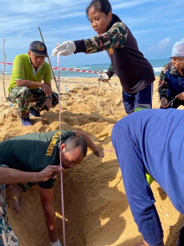 พบเต่ามะเฟืองวางไข่หาดบางขวัญ