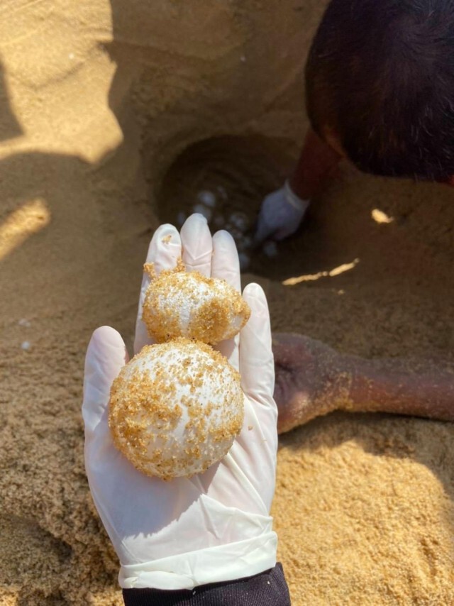 พบเต่ามะเฟืองวางไข่หาดบางขวัญ