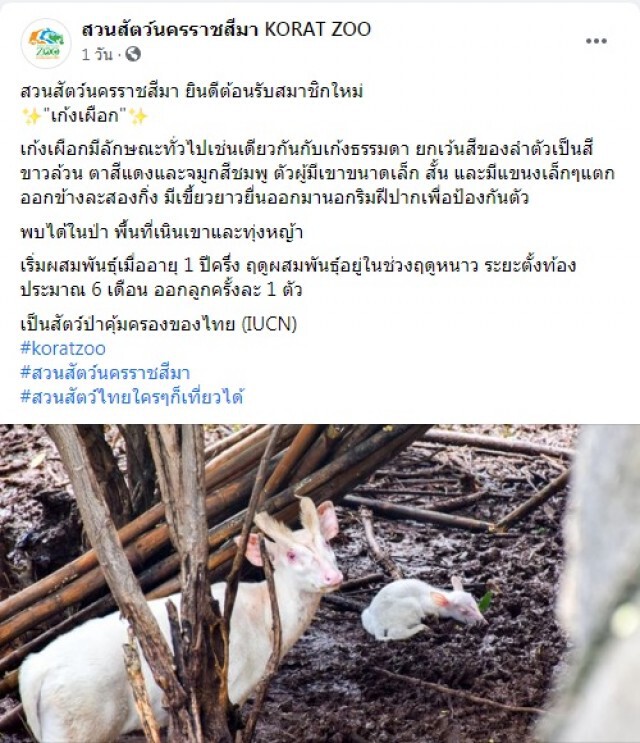 "เก้งเผือก"สมาชิกใหม่สวนสัตว์โคราช